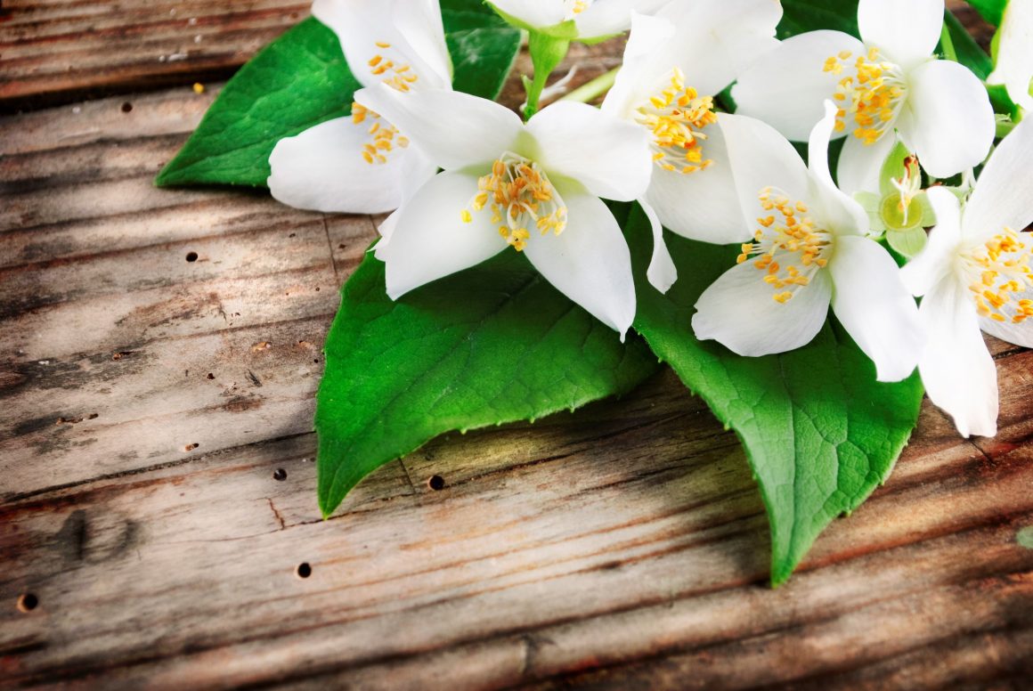 Why Jasmine Plant Is Good For Your Mental Health